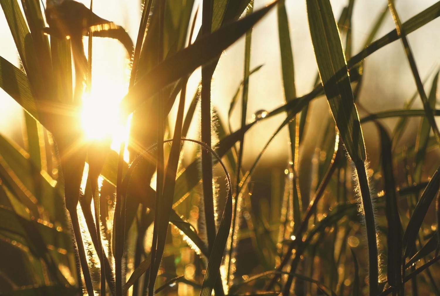 В траве сидело солнце..