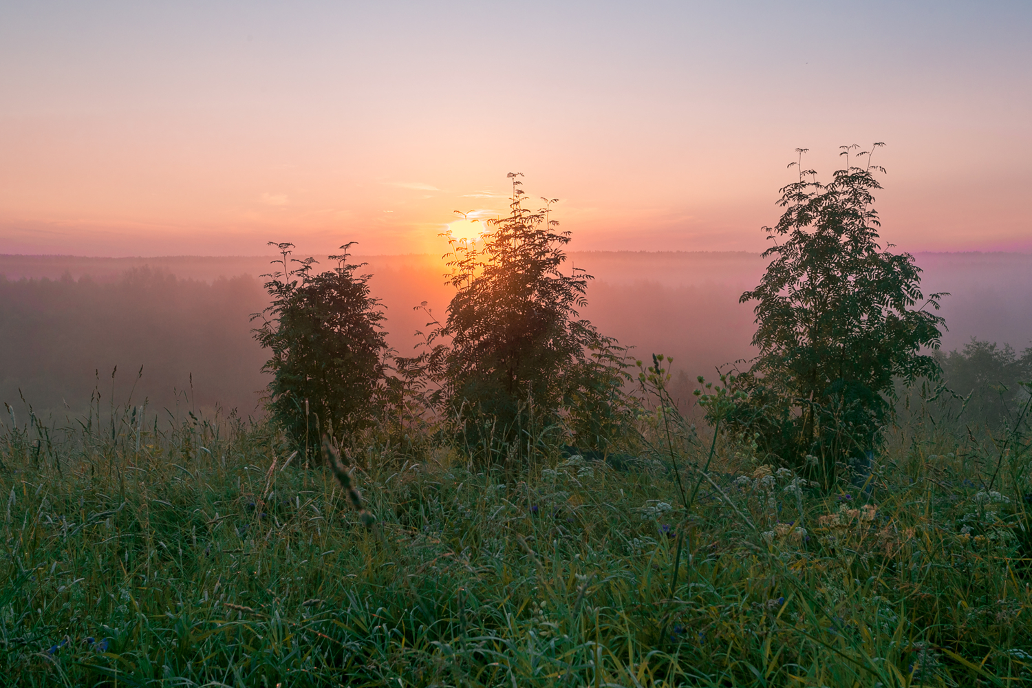 Звенящая тишина