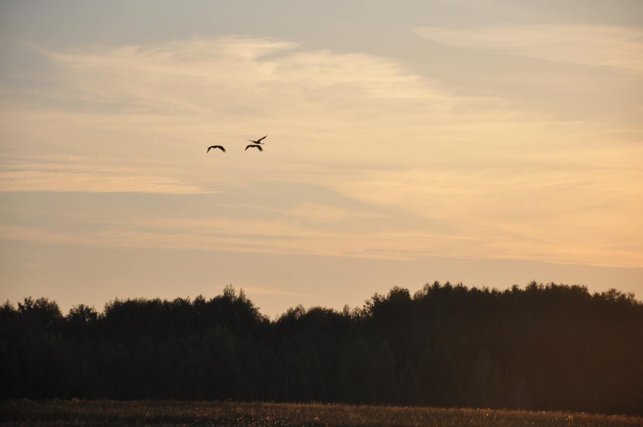 Умиротворение