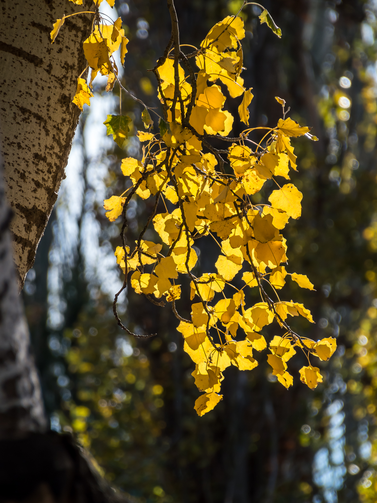 Солнечные краски