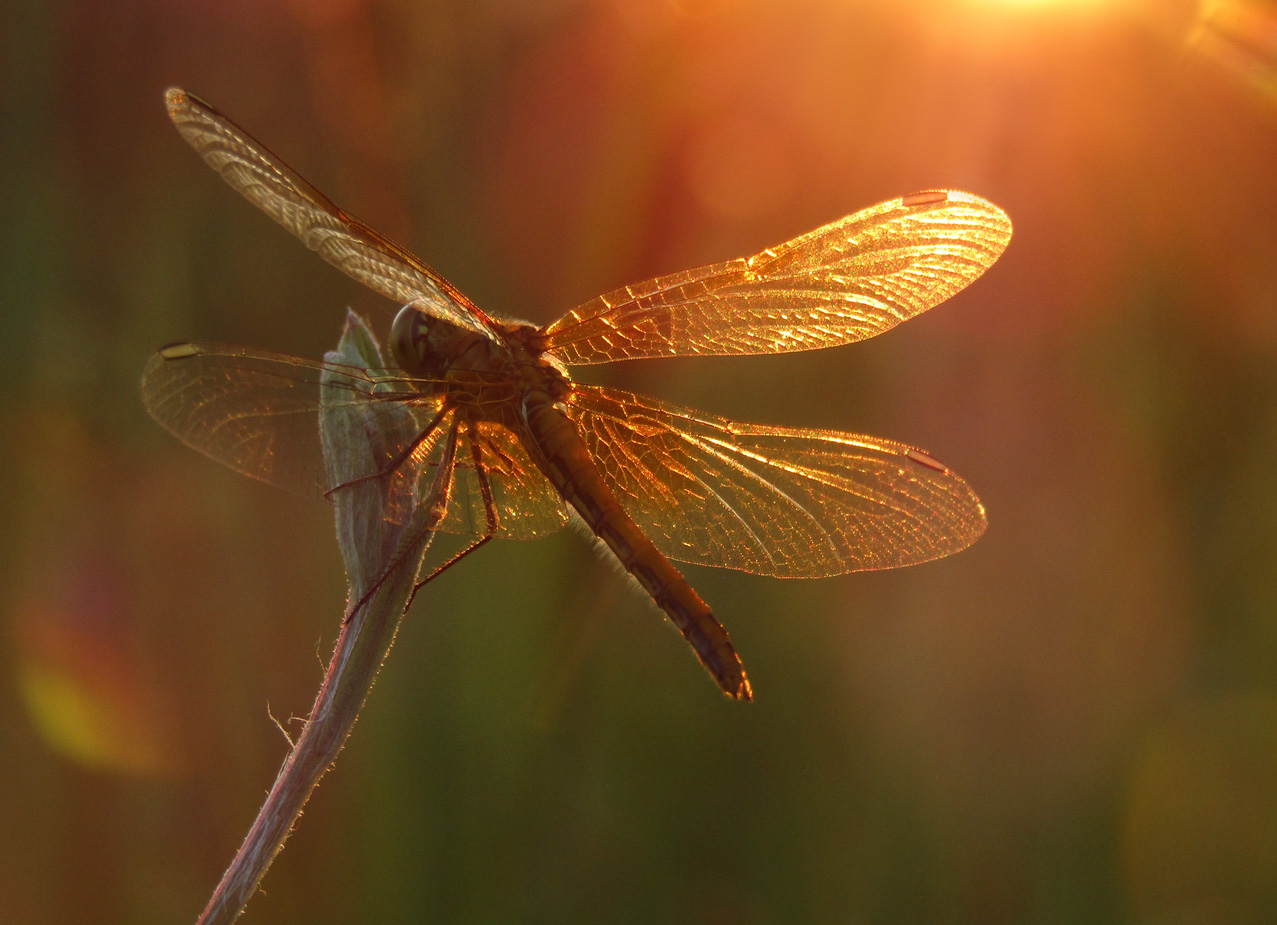 В лучах заката