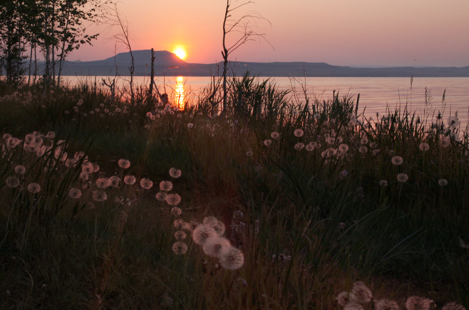 Закат с одуванчиками