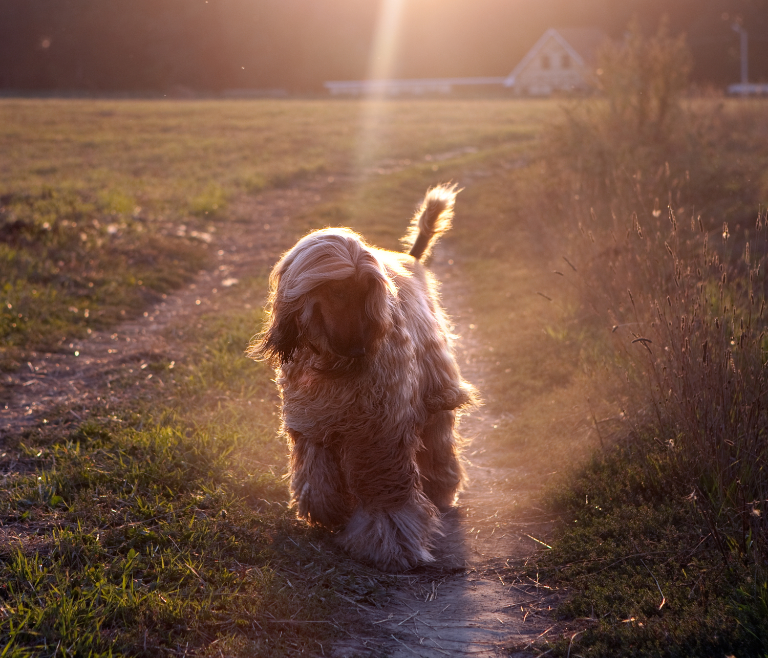 Луч с небес на моей собаке