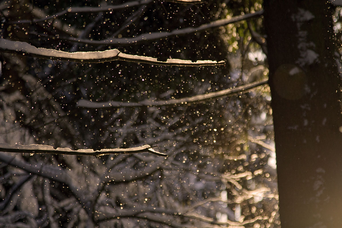 утро в зимнем лесу