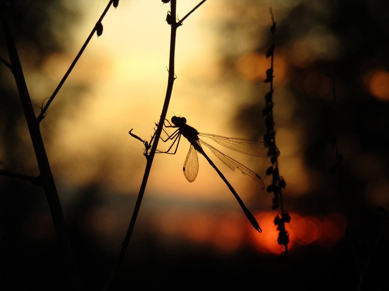 На фоне заката