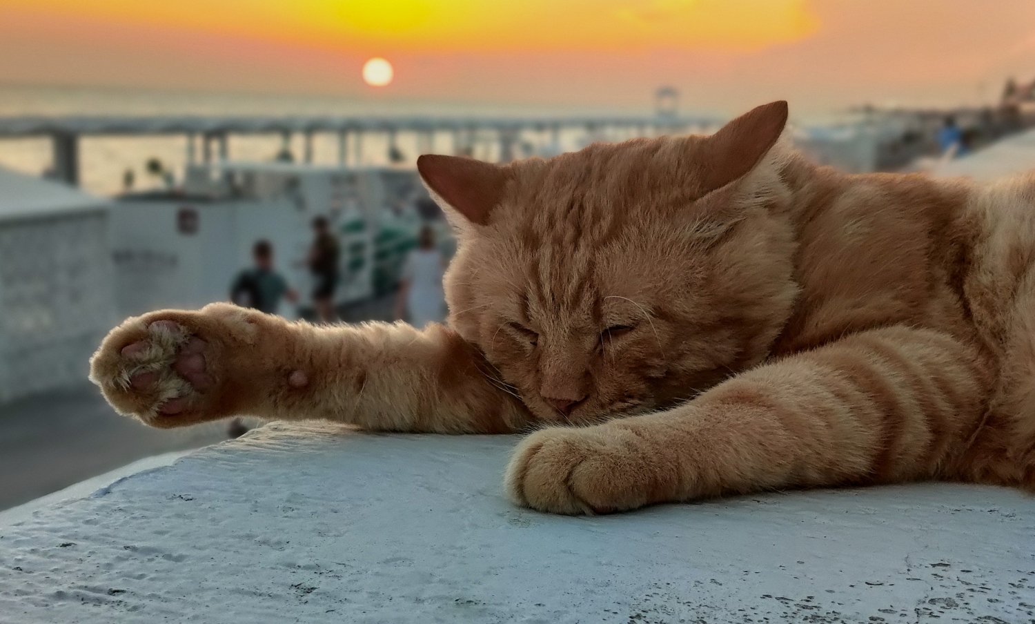 Сон на закате.