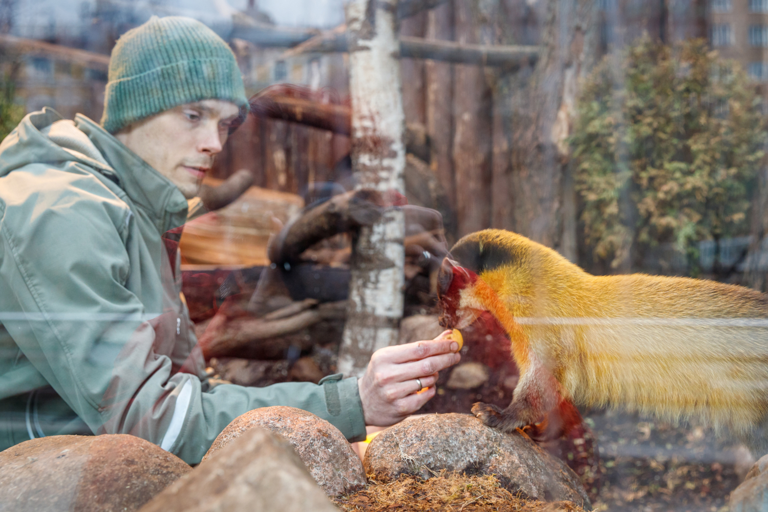 Работник Московского зоопарка. Время кормить харзу