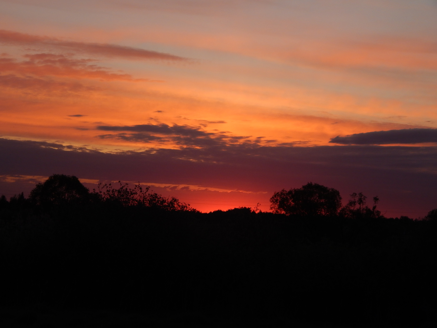 В багровых тонах