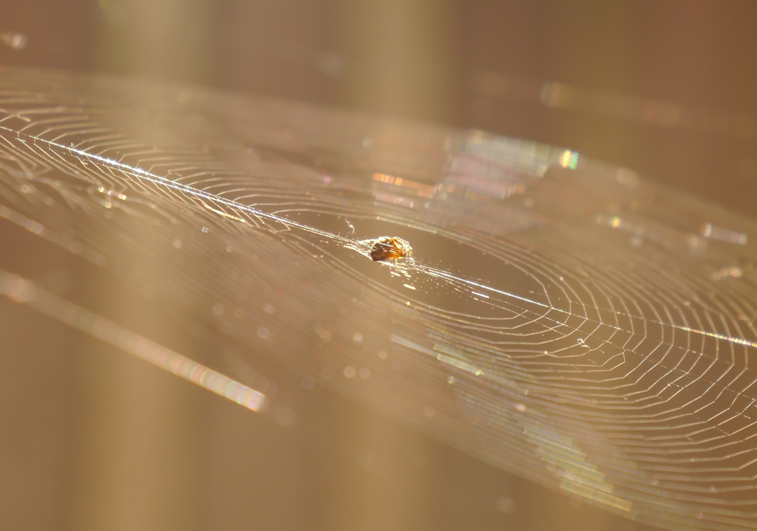 На луче , пластинка