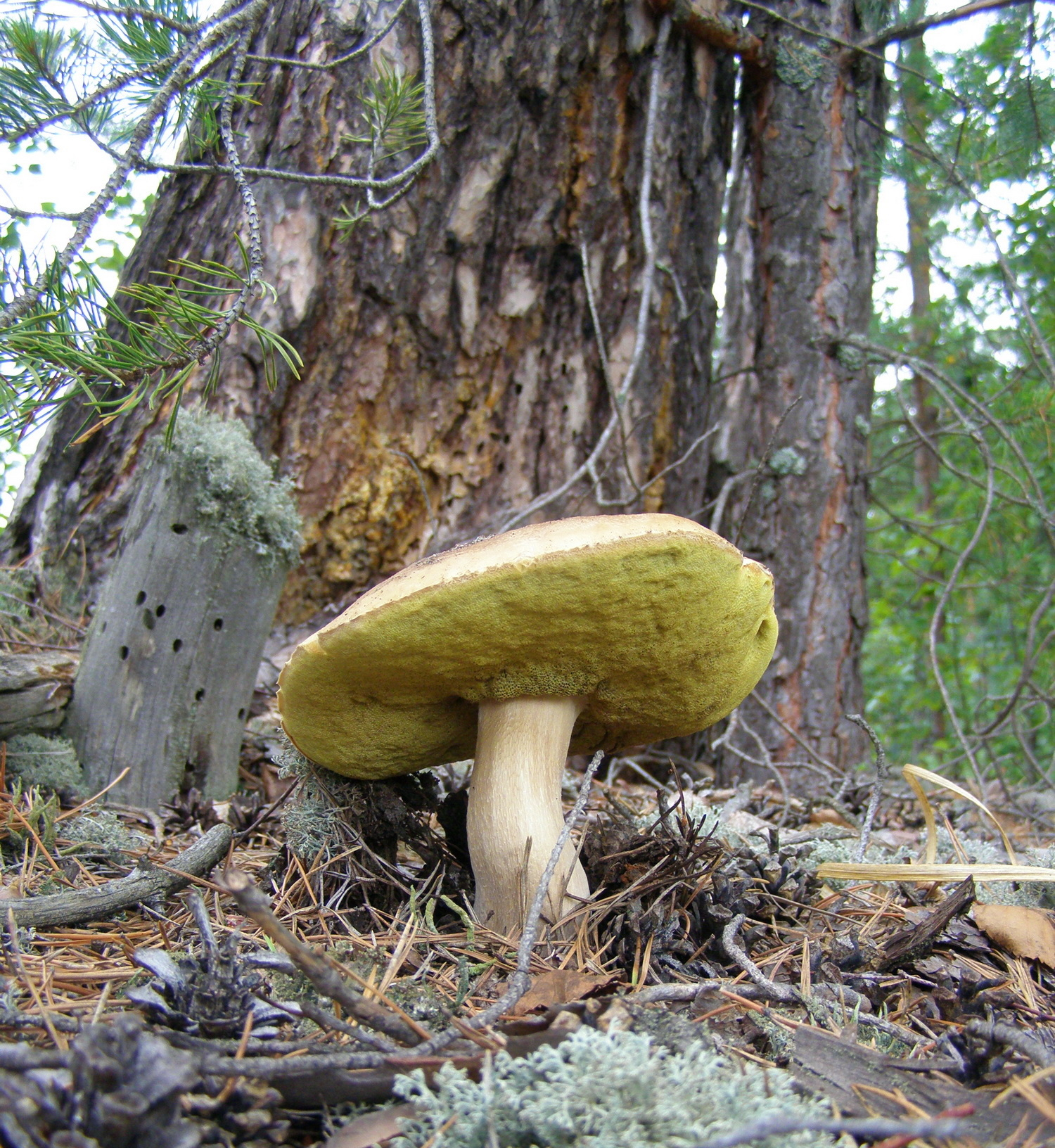 Просто красивый.