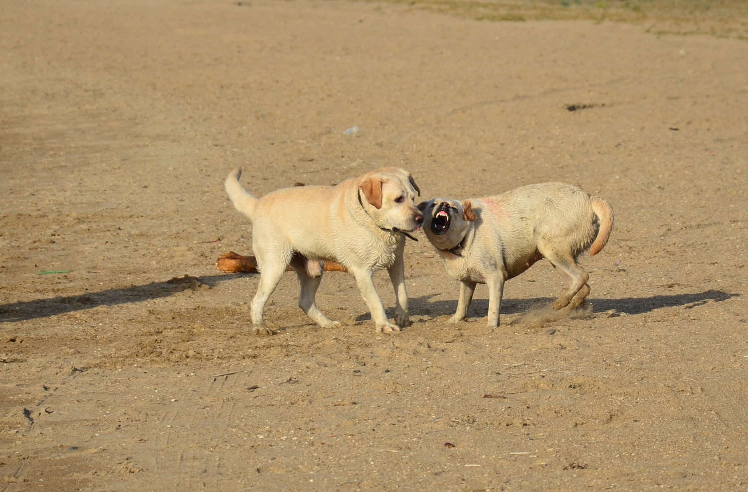 дама настроена жёстко