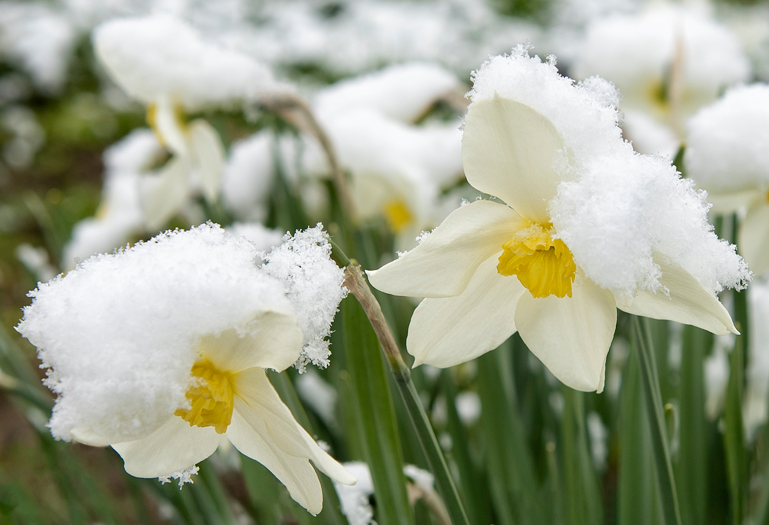 Модницы в мягких шапочках