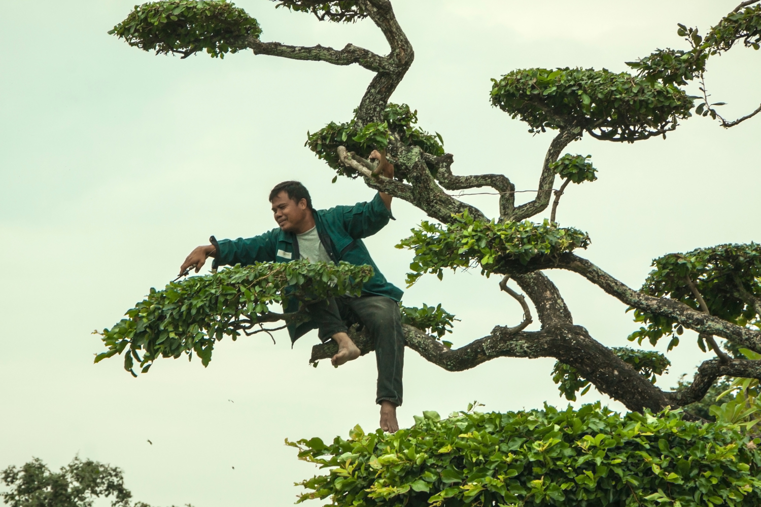 Красивых кустов мастер