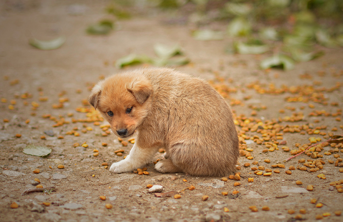 Мягкий комочек, ищущий дом...