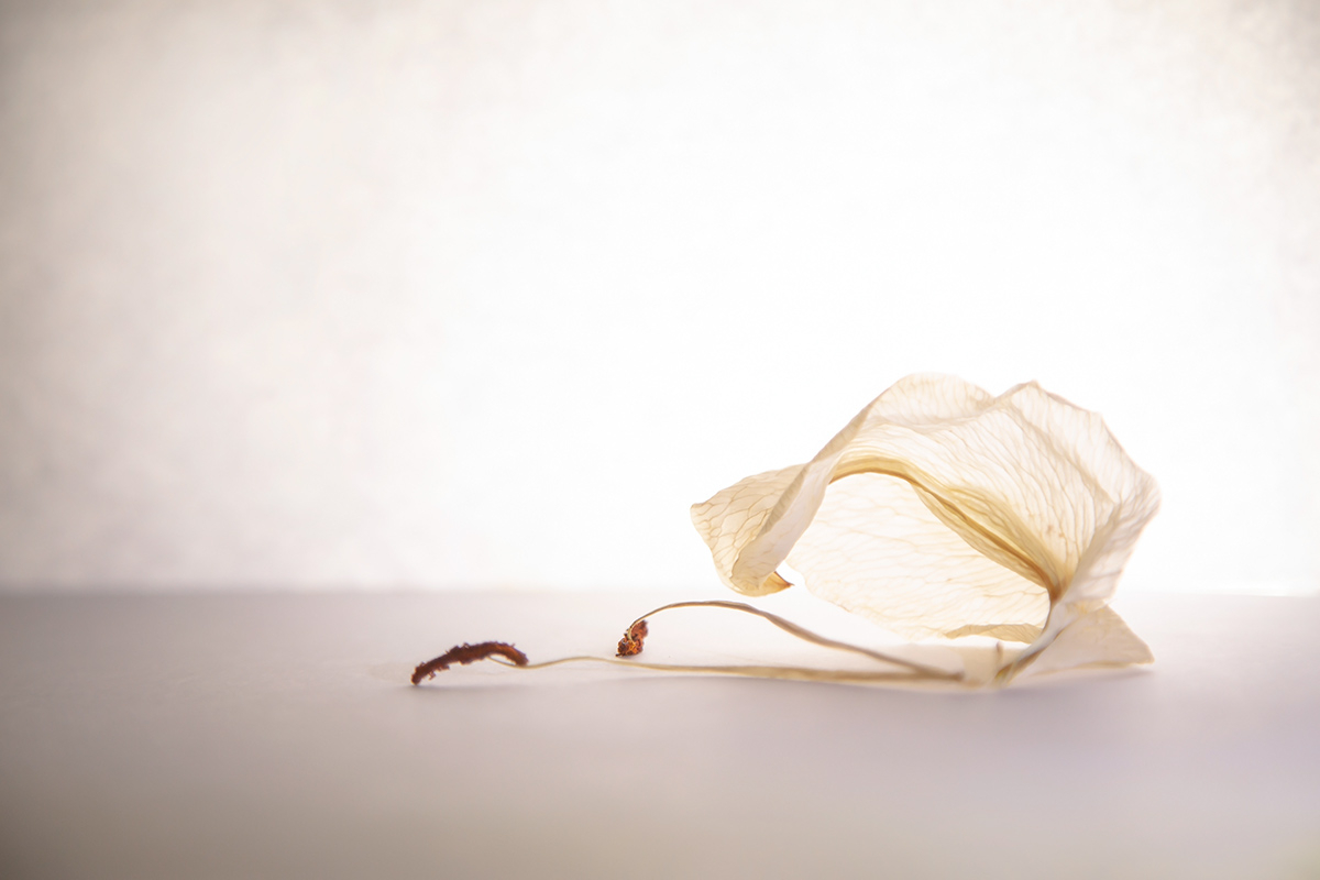 Умирающий лебедь....