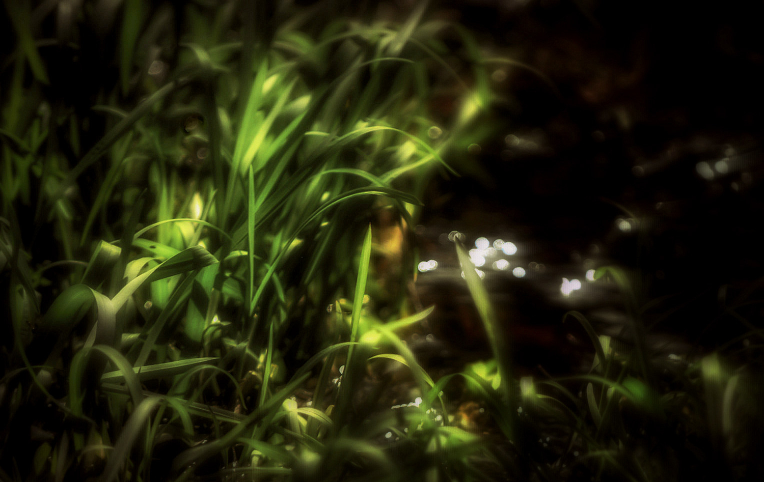 Травушка-муравушка