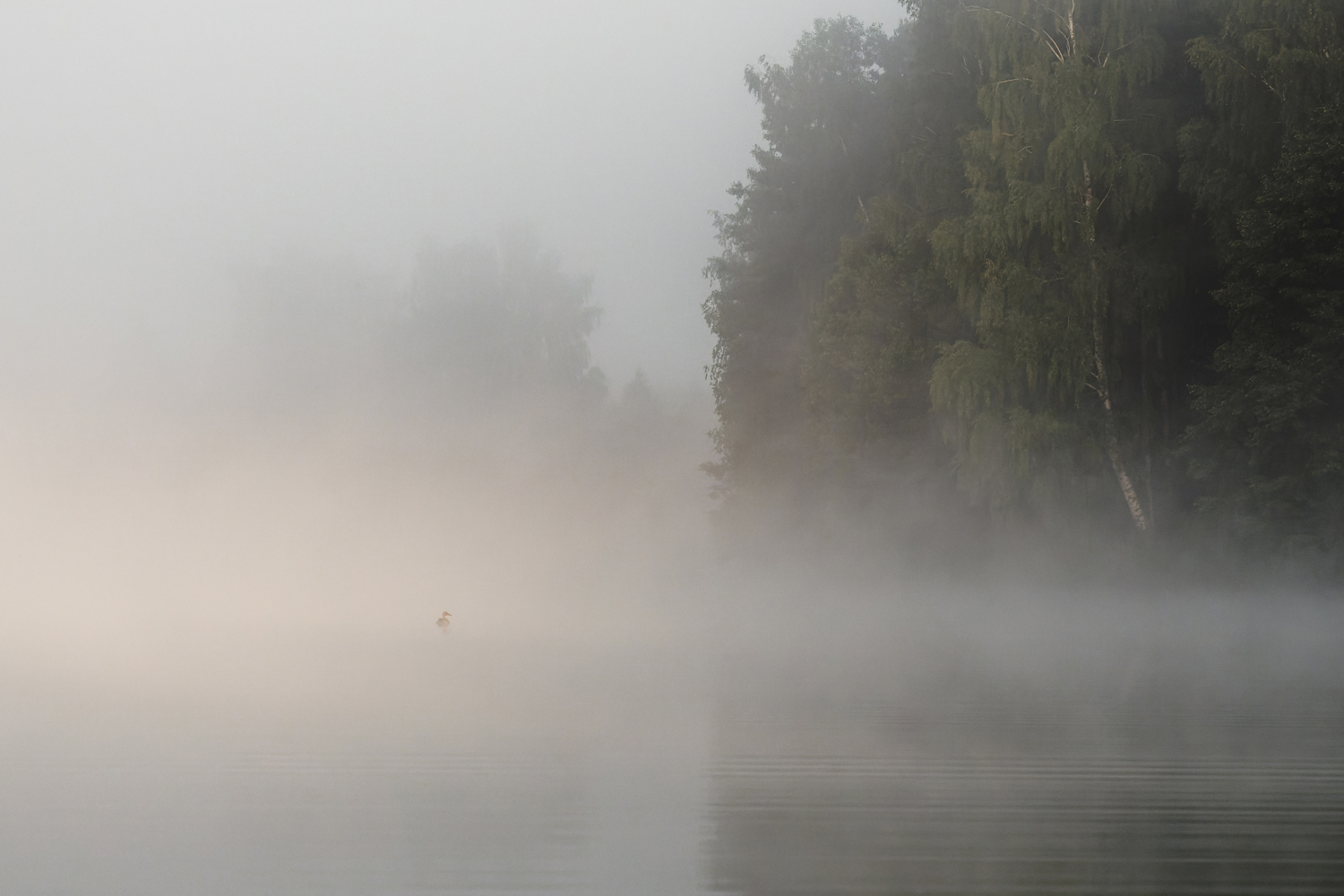 Утка в тумане