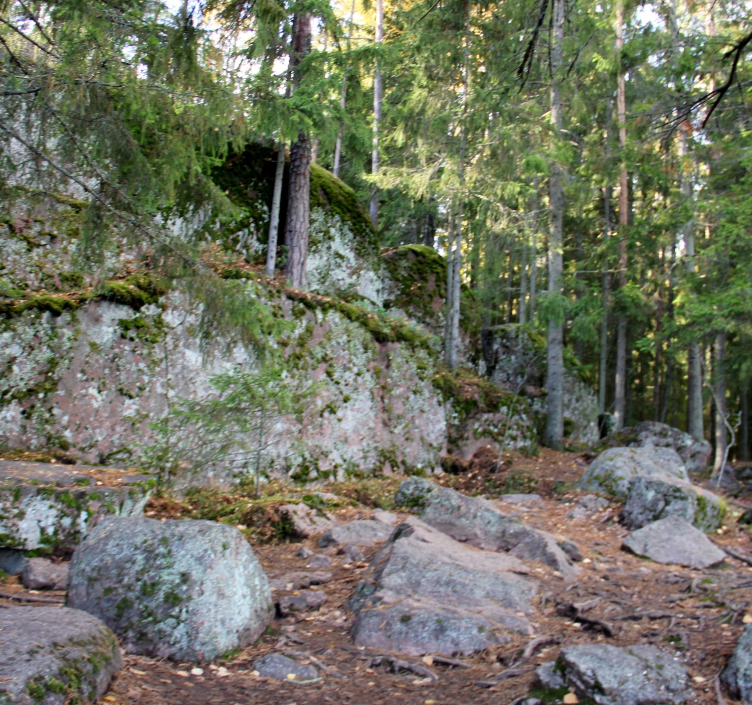 И на камнях растут деревья