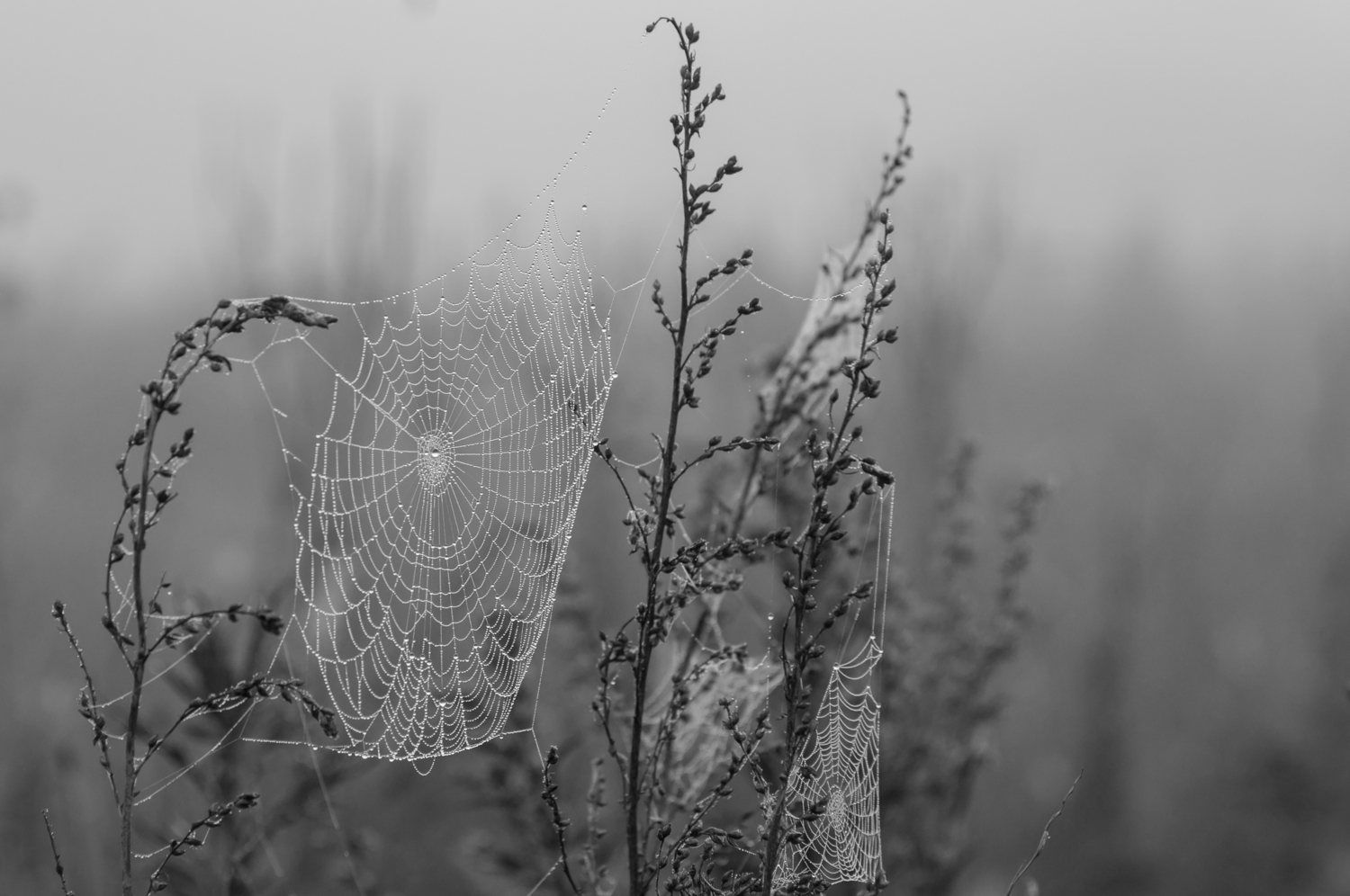 Пока не взошло солнце