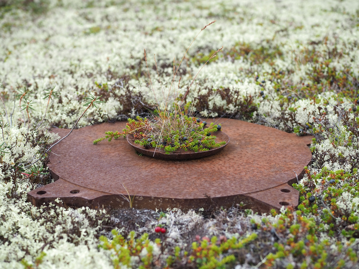 Сроднясь в земле