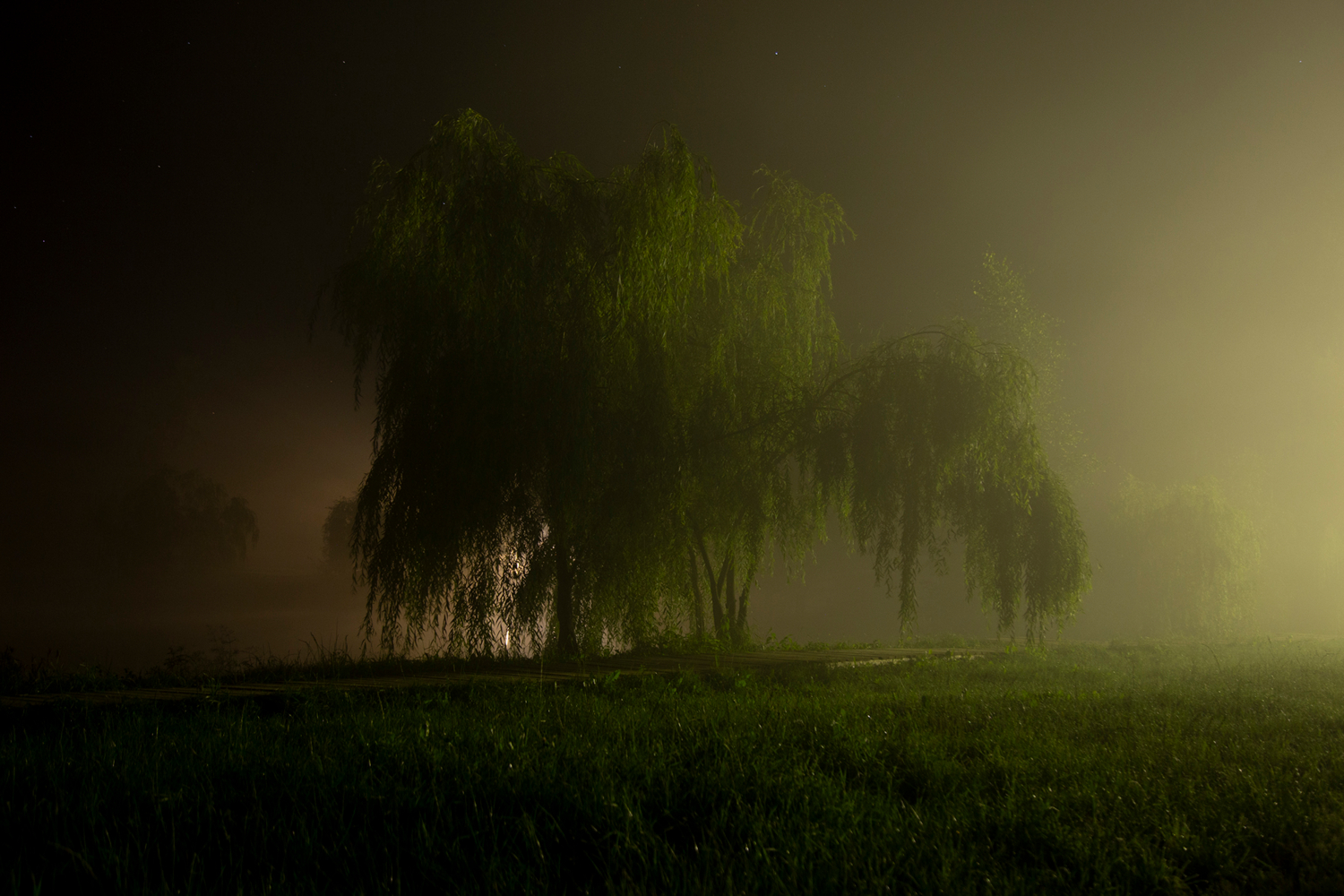 проявляясь в тумане