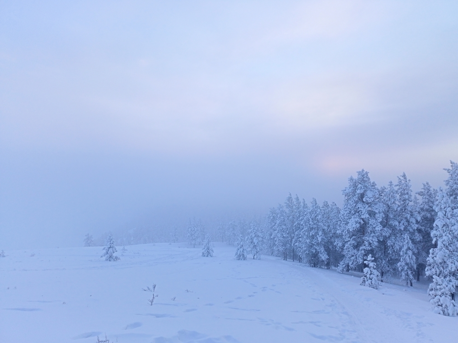 туман прокрался в лес