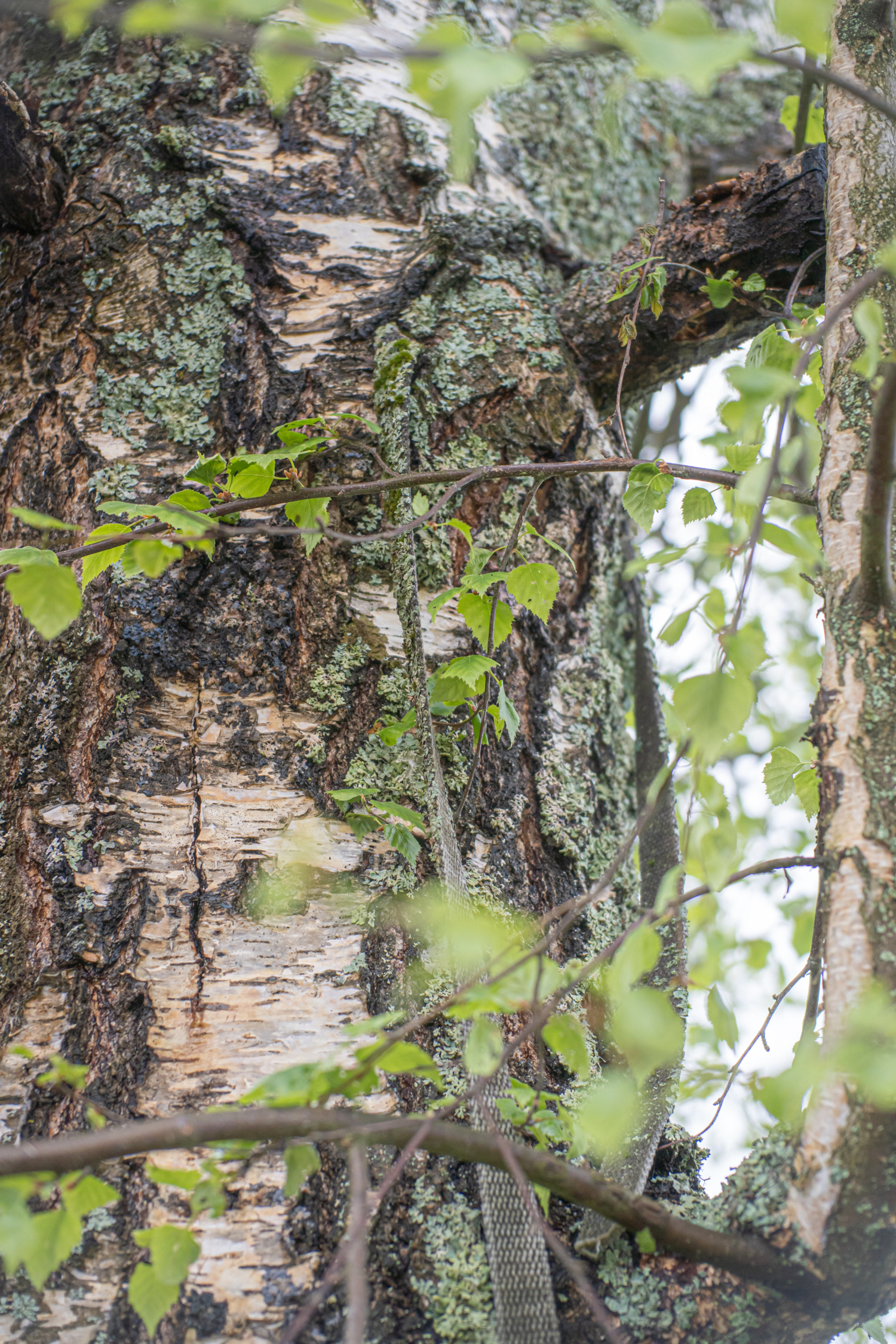 "Мягкое побеждает твердое"