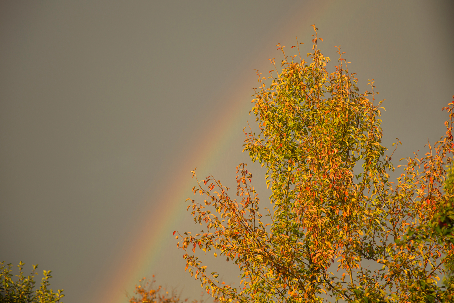 в красках осени