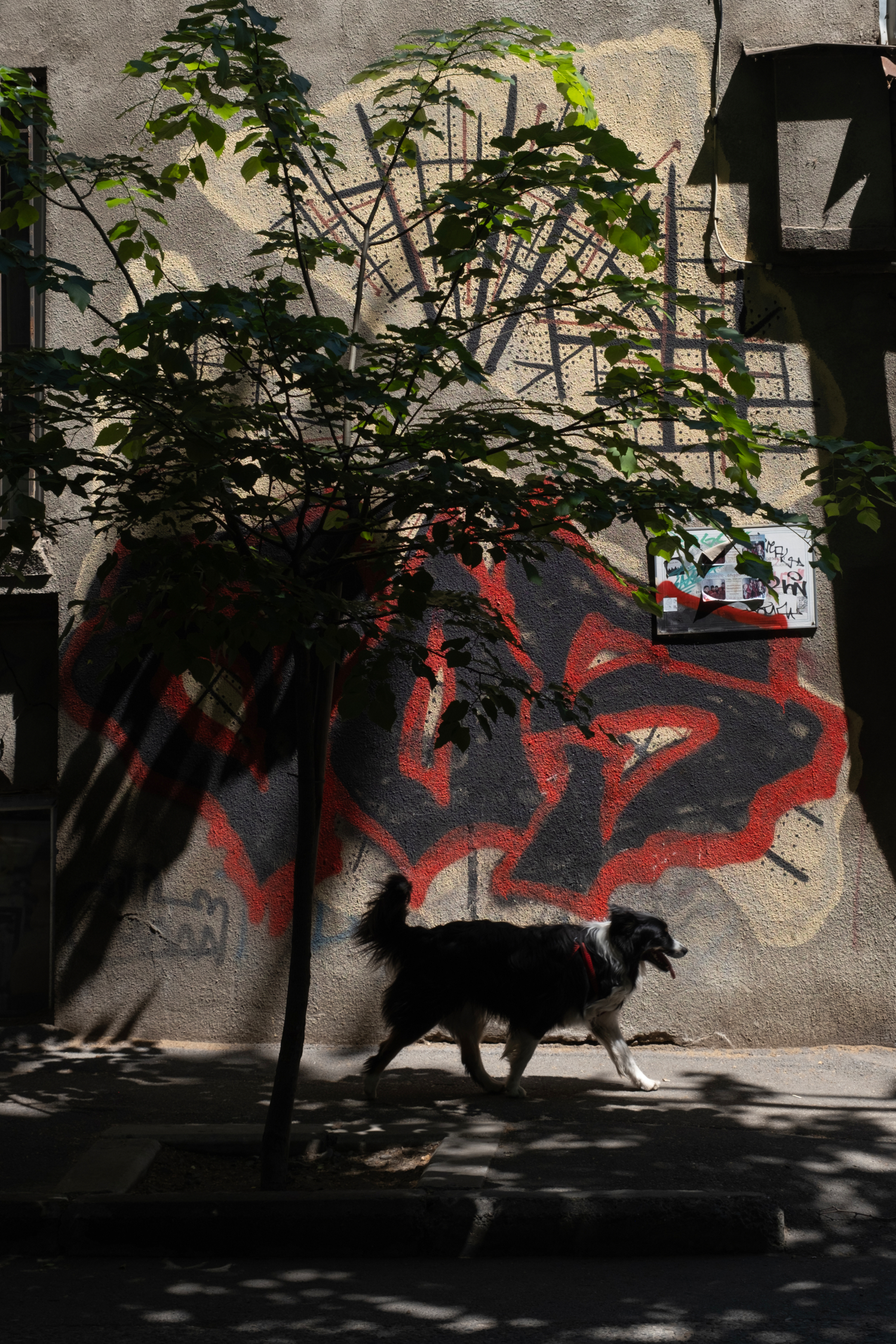 Положение ног собаки при прогулочном шаге