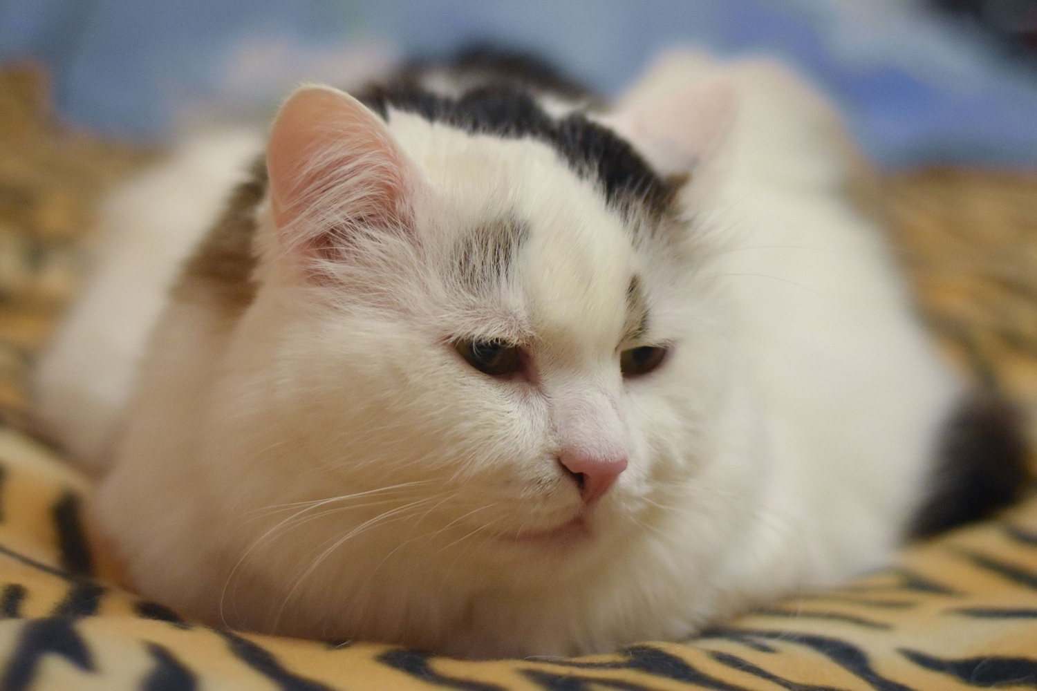 Сама мягкость )