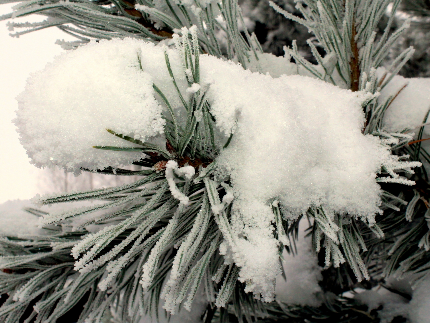 Мягкость выпавшего снега...