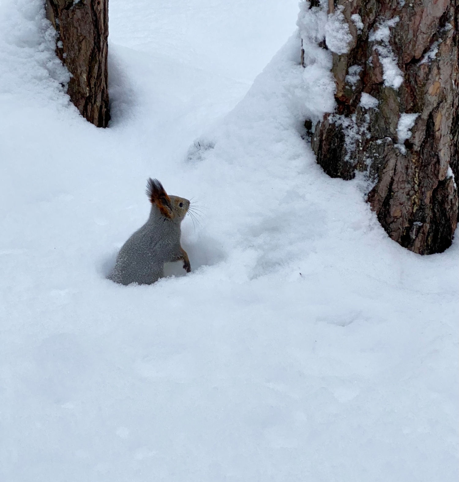 В снежной мягкости
