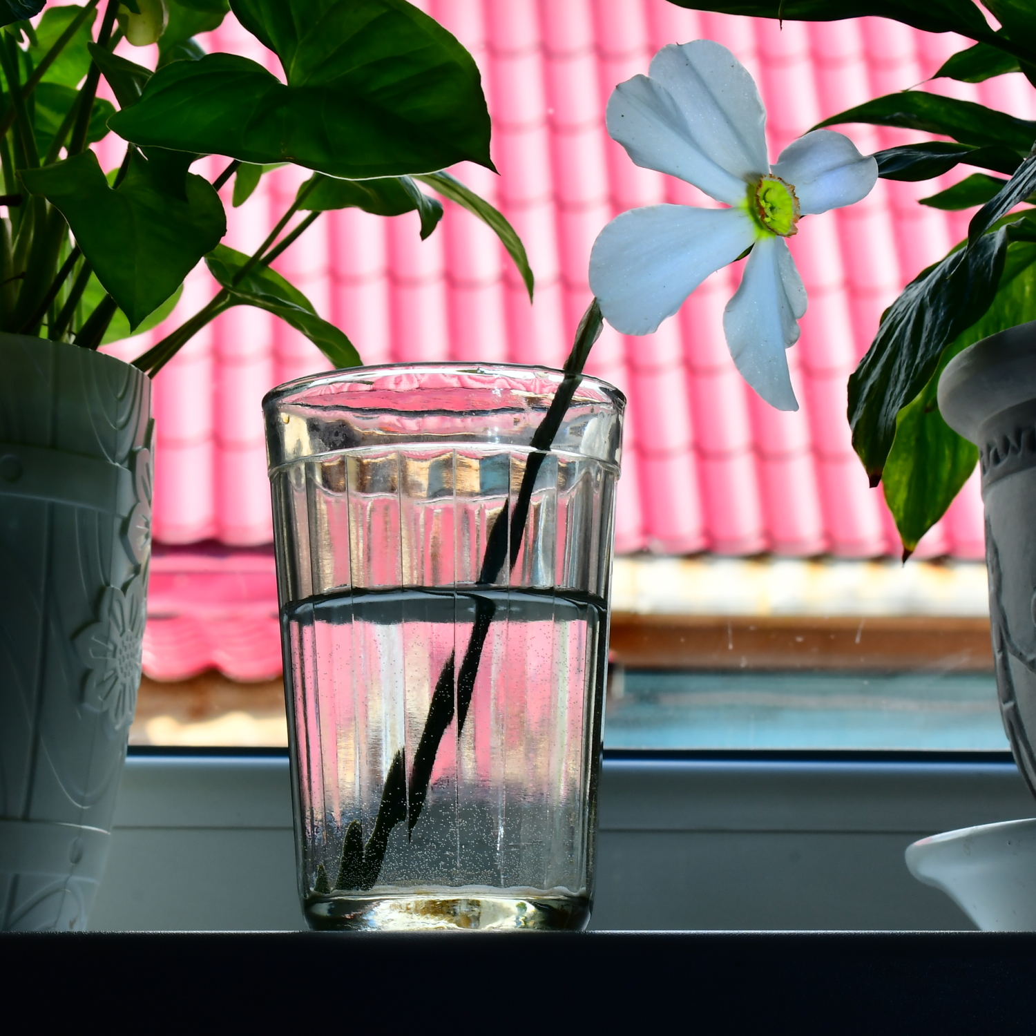 На окошке два цветочка...