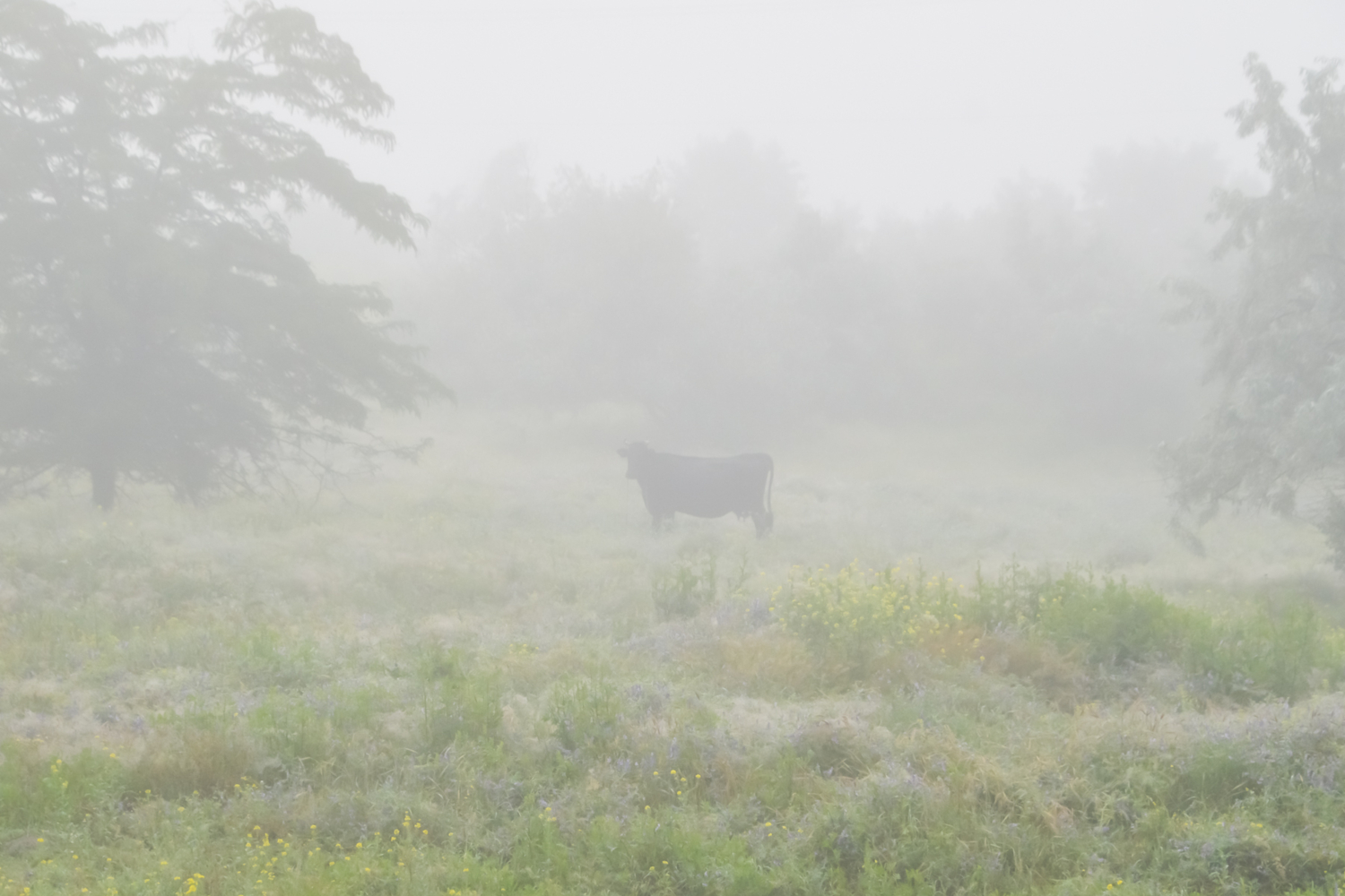 А где лошадка?..