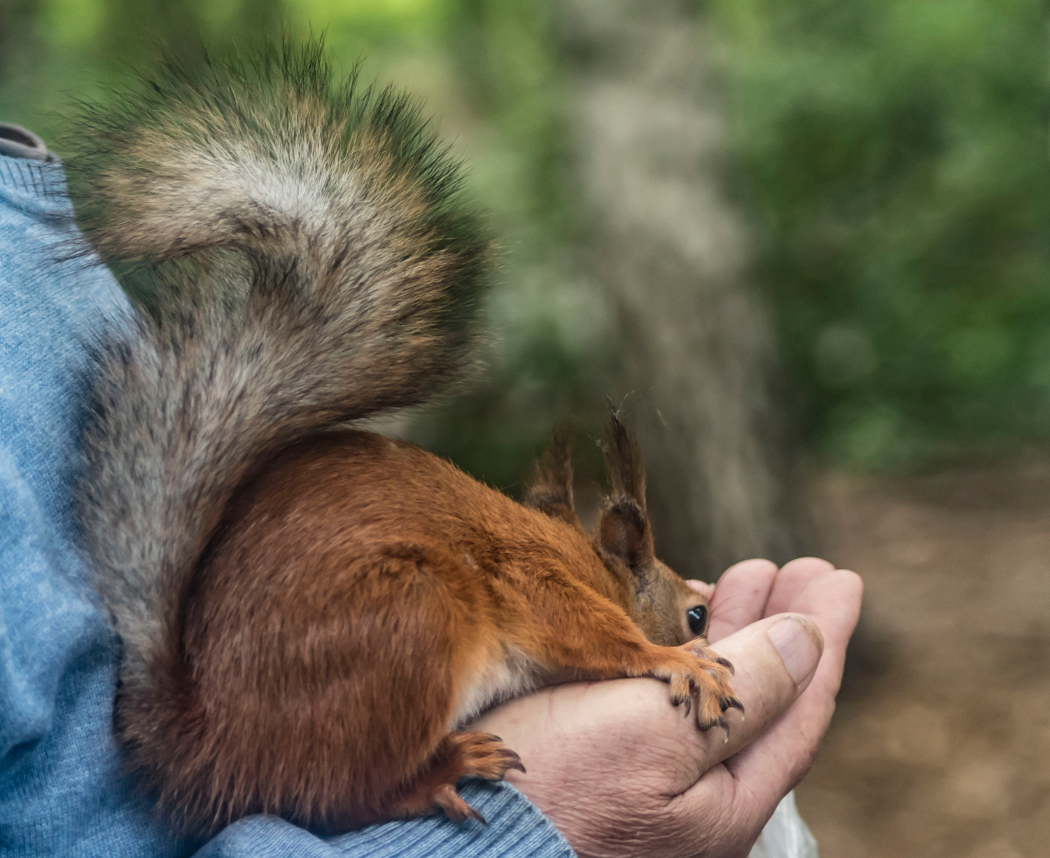 Крылья, ноги - хвост!!!...