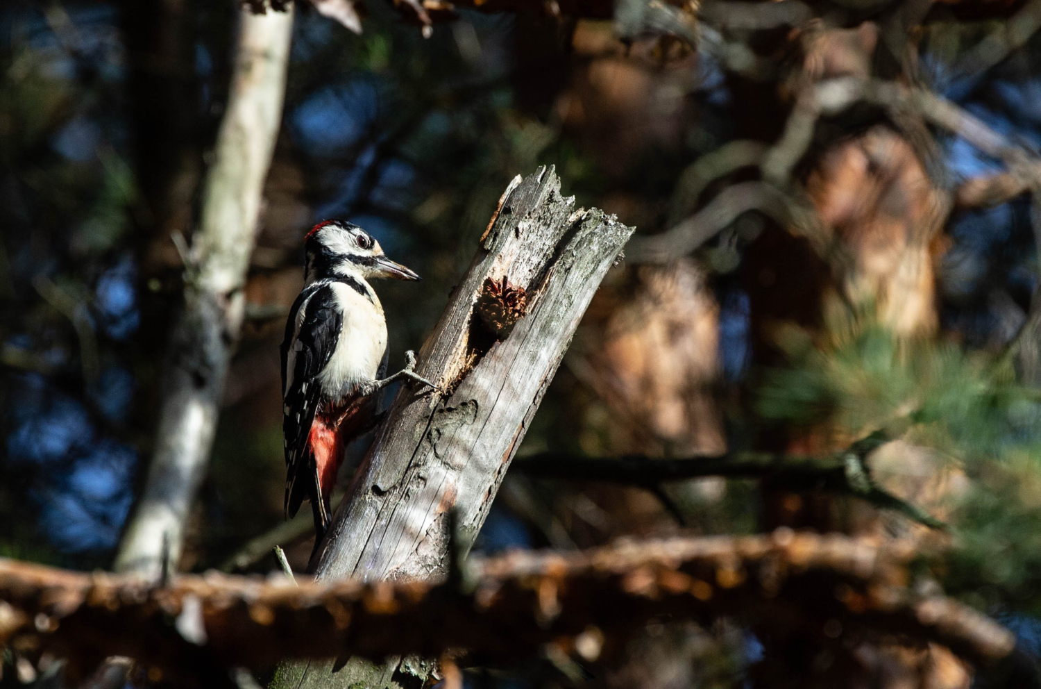 Наковальня дятла