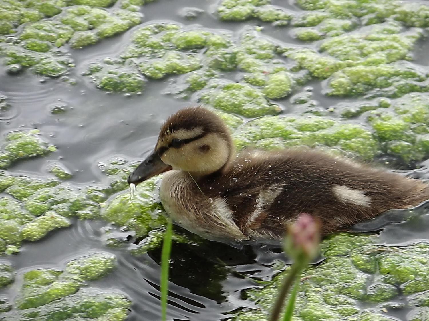 Маленький и мягонький.