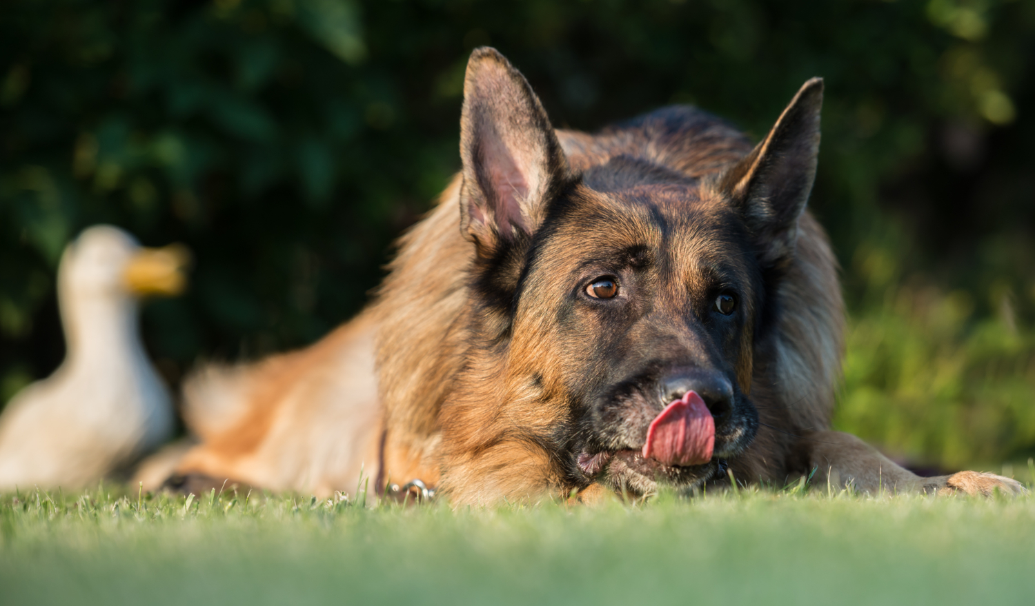 И даже пень в весенний день...
