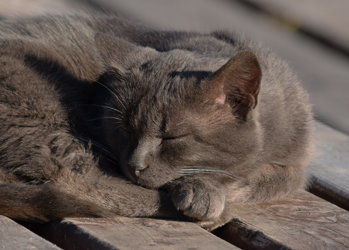 Лапки-подушки