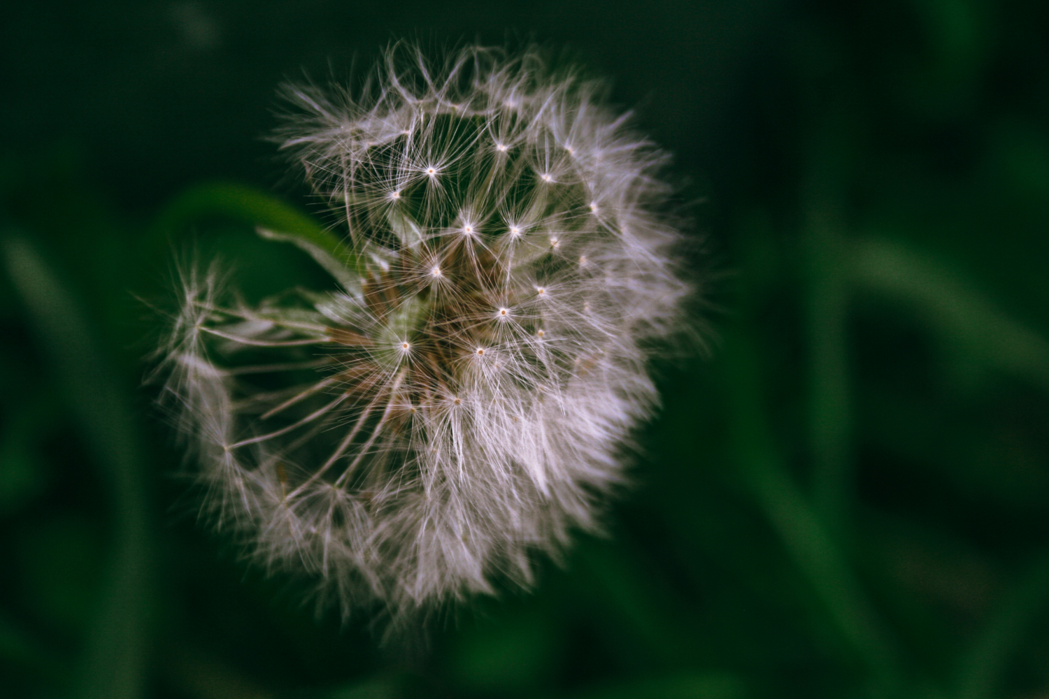 Воздушные странники