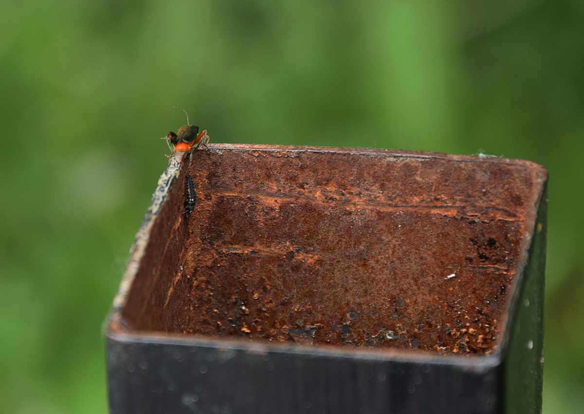 Просто жесть