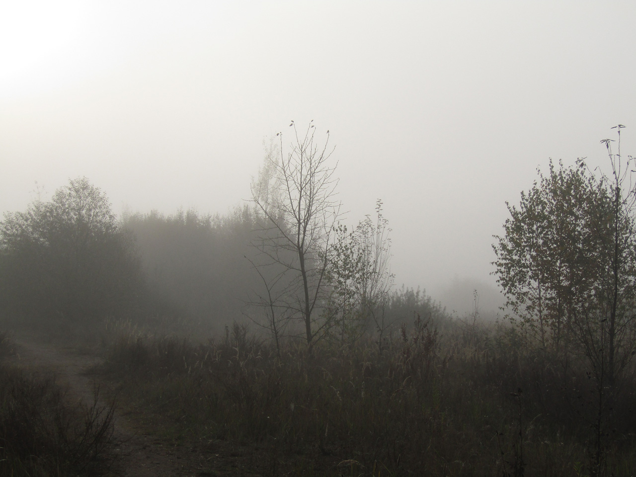 Утренняя мгла