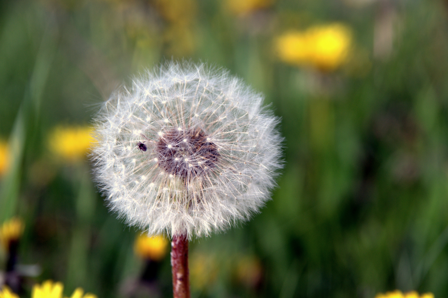 На мягкой постели...