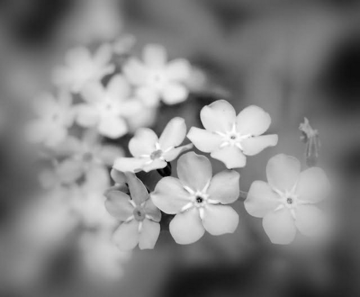 В вальсе сна...