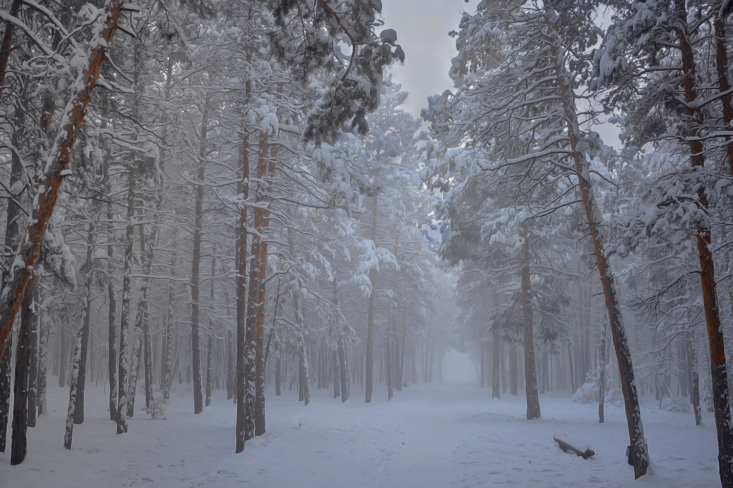 В лес за туманами