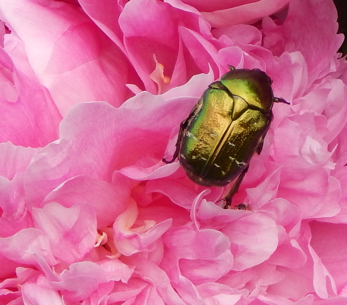 Под жесткими надрыльями спрятаны крылья