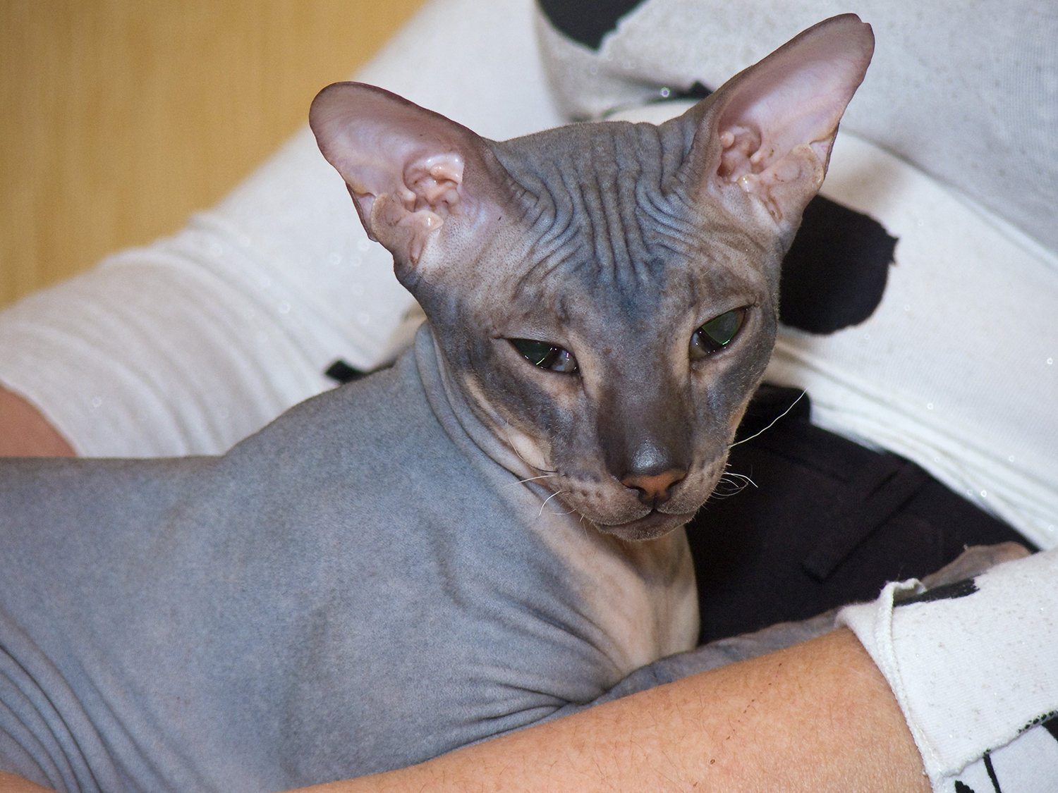 На мягком животе любимой хозяйки