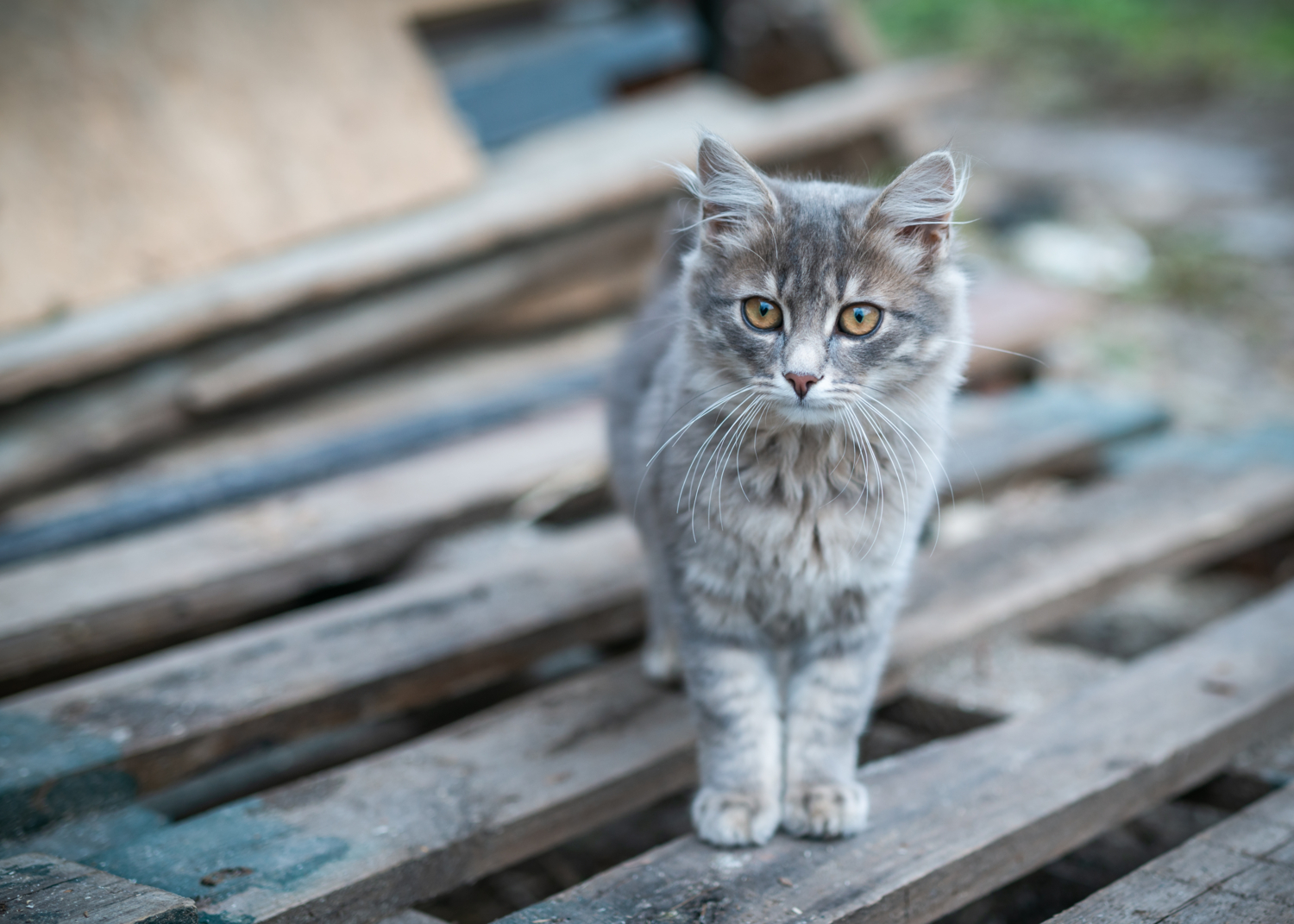 Пушистик на стройке