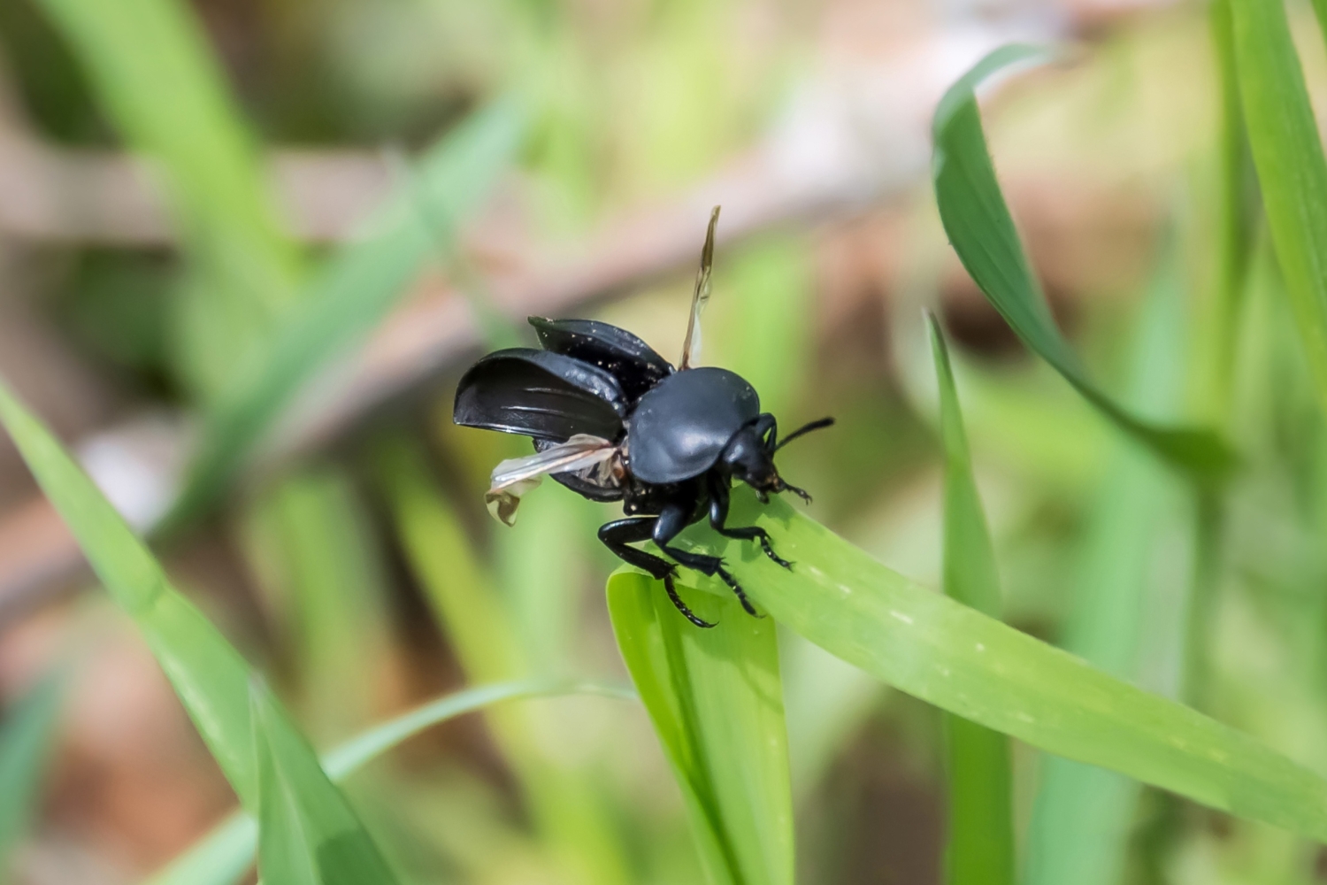 Жесткие крылья