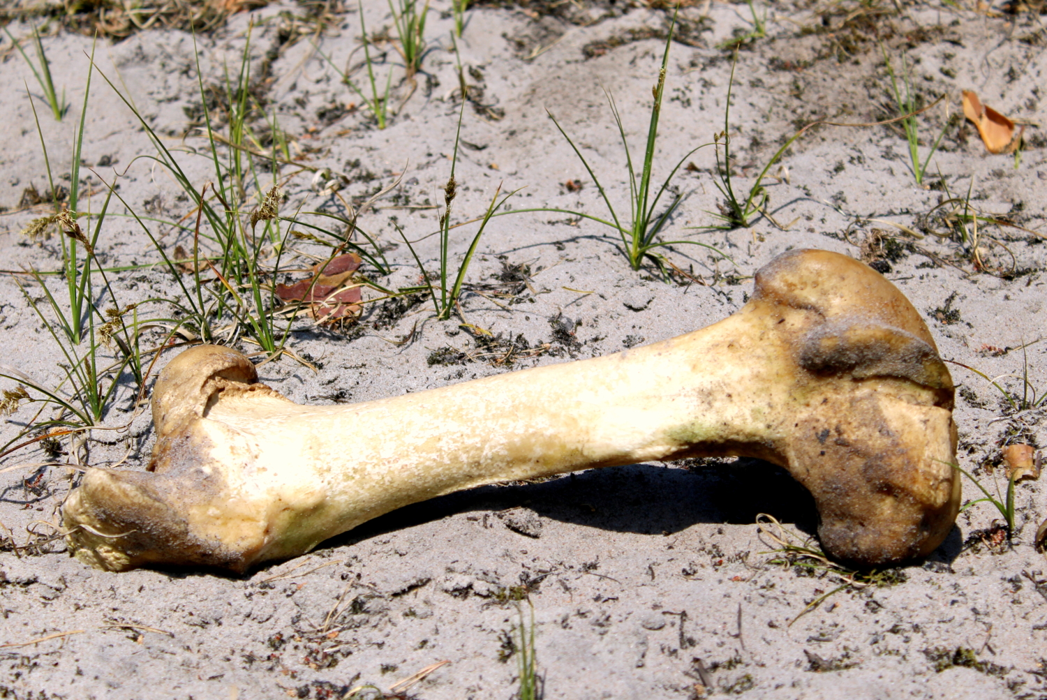 Жёсткость, оставшаяся от обеда...